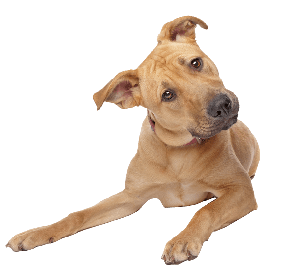 Adorable dog with favorite toy from BUY FOR DOG online pet store