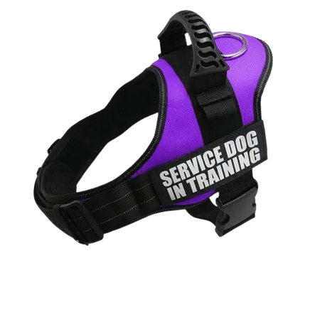 Purple Harness ID Name For Dogs, combining fashion with comfort for daily wear. BUY FOR DOG