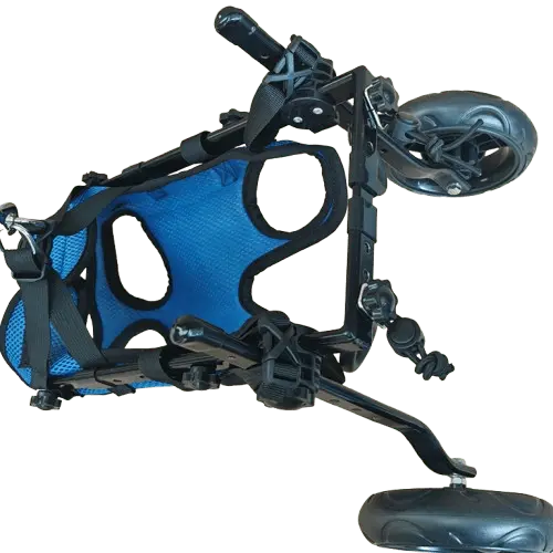 Wheelchairs for dogs back legs used for rehabilitation and recovery.
