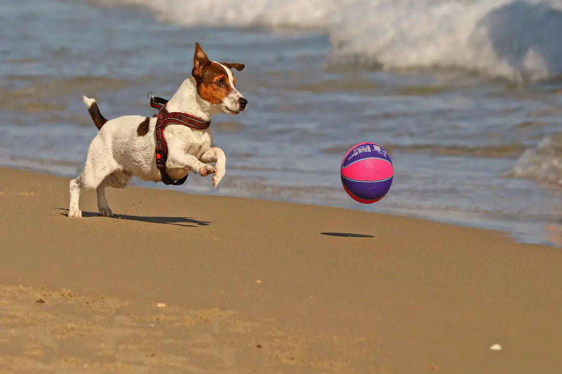 Happy dog playing with a ball on a sunny beach