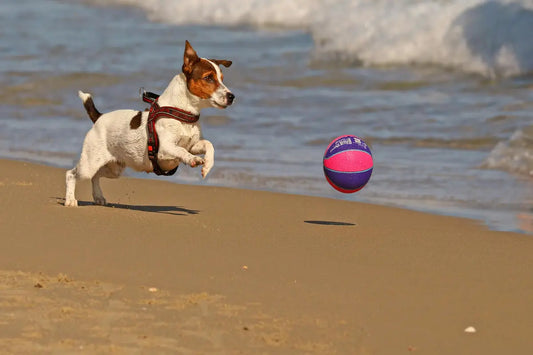 Happy dog playing with a ball on a sunny beach