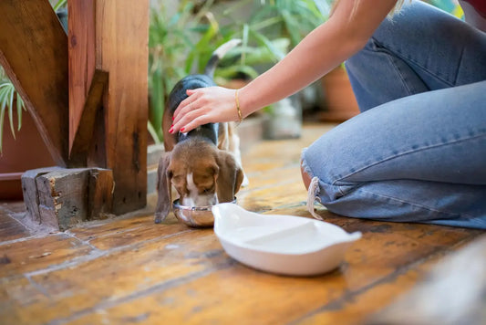 A healthy adult dog enjoying a balanced meal, highlighting the importance of proper nutrition discussed in our comprehensive feeding guide. BUY FOR DOG