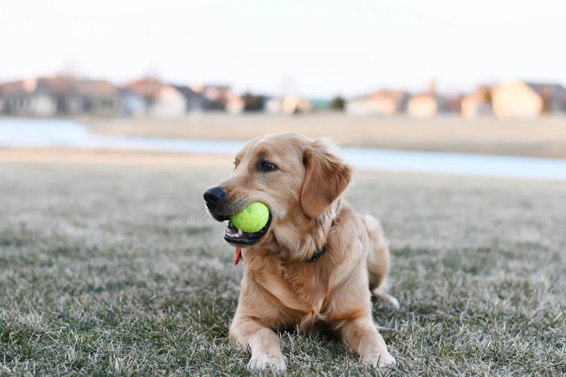 Happy Golden Retriever with a tennis ball on grassy field under blue sky, embodying joyful play and dog toy selection guide from BUY FOR DOG.