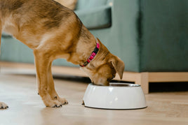 A dog eating from a stainless steel dog bowl