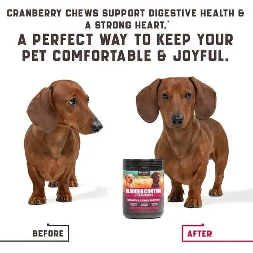 Dachshund before and after using bladder control cranberry supplement for dogs – visible health improvement.
