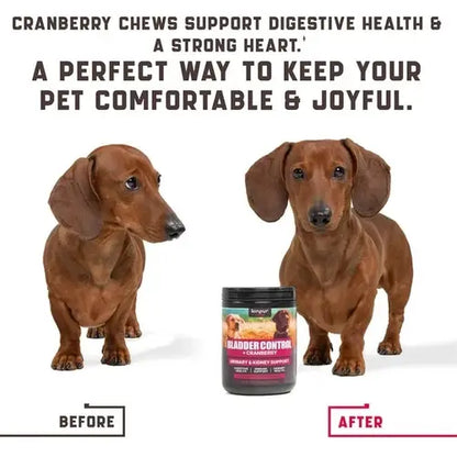 Dachshund before and after using bladder control cranberry supplement for dogs – visible health improvement.