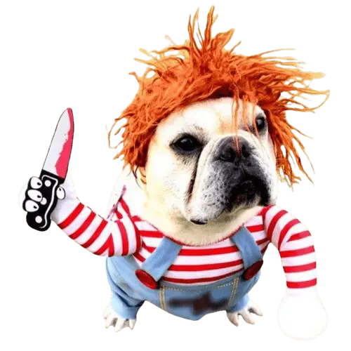 Dog in Halloween costume – funny and scary outfit for small and medium dogs.