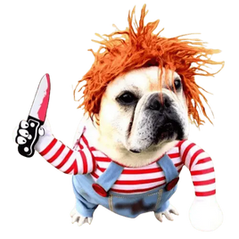 Dog in Halloween costume – funny and scary outfit for small and medium dogs.
