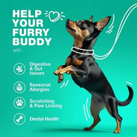 Dog probiotics help with gut issues, seasonal allergies, paw licking, and dental health for your furry friend.