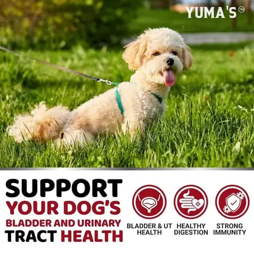 Dog urinary and bladder health supplement – supports digestion, immunity, and urinary tract wellness.