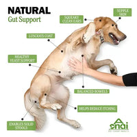 Dog showing health benefits of probiotic chews like balanced bowels and healthy coat.