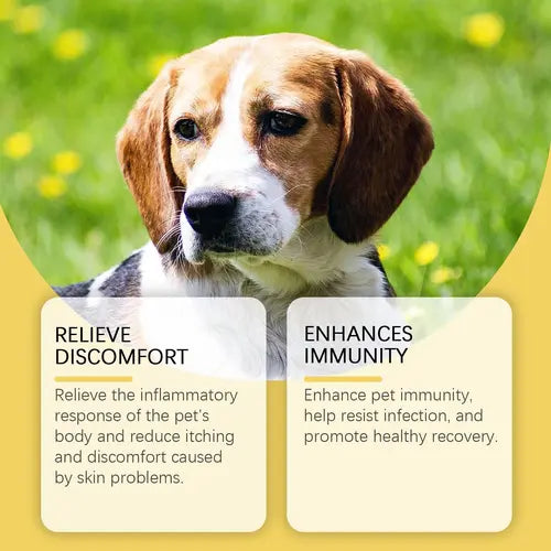 Beagle dog showing itchy skin relief benefits with natural yeast relief for dogs.