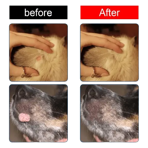 Before and after results of natural dog wart removal treatment on cat and dog.