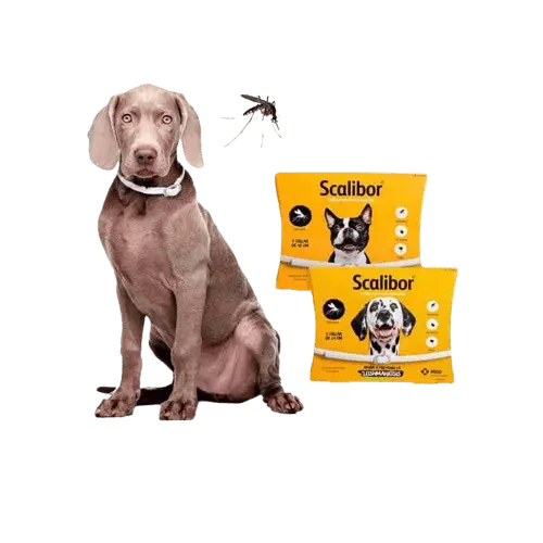 Scalibor protective collar preventing Leishmaniasis in dogs, safe pet health. BUY FOR DOG