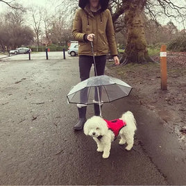 Small white dog wearing a red coat walking under a transparent dog umbrella in the rain.