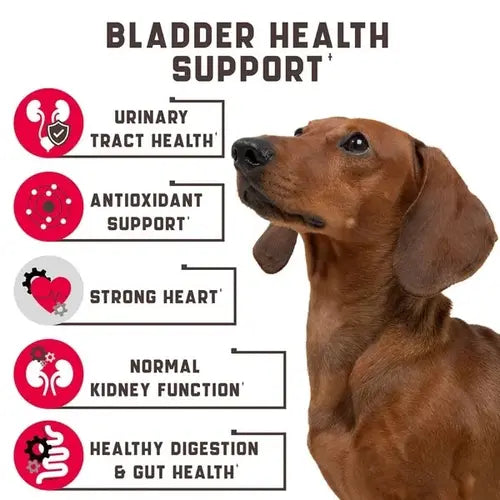 Dog looking up with icons showing bladder health benefits: urinary tract, antioxidants, strong heart, kidney function, gut health.